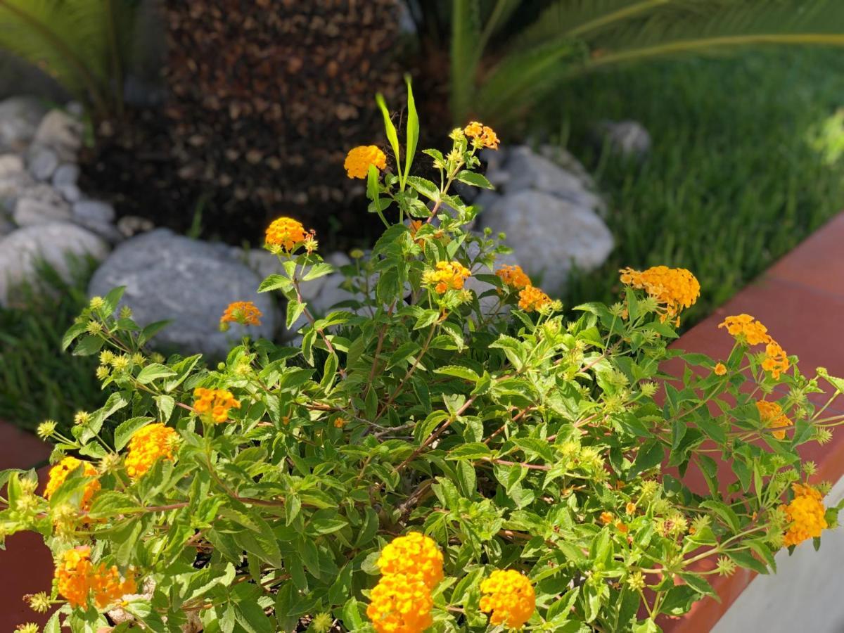 InVilla Bed&Breakfast Santa Maria di Castellabate Esterno foto