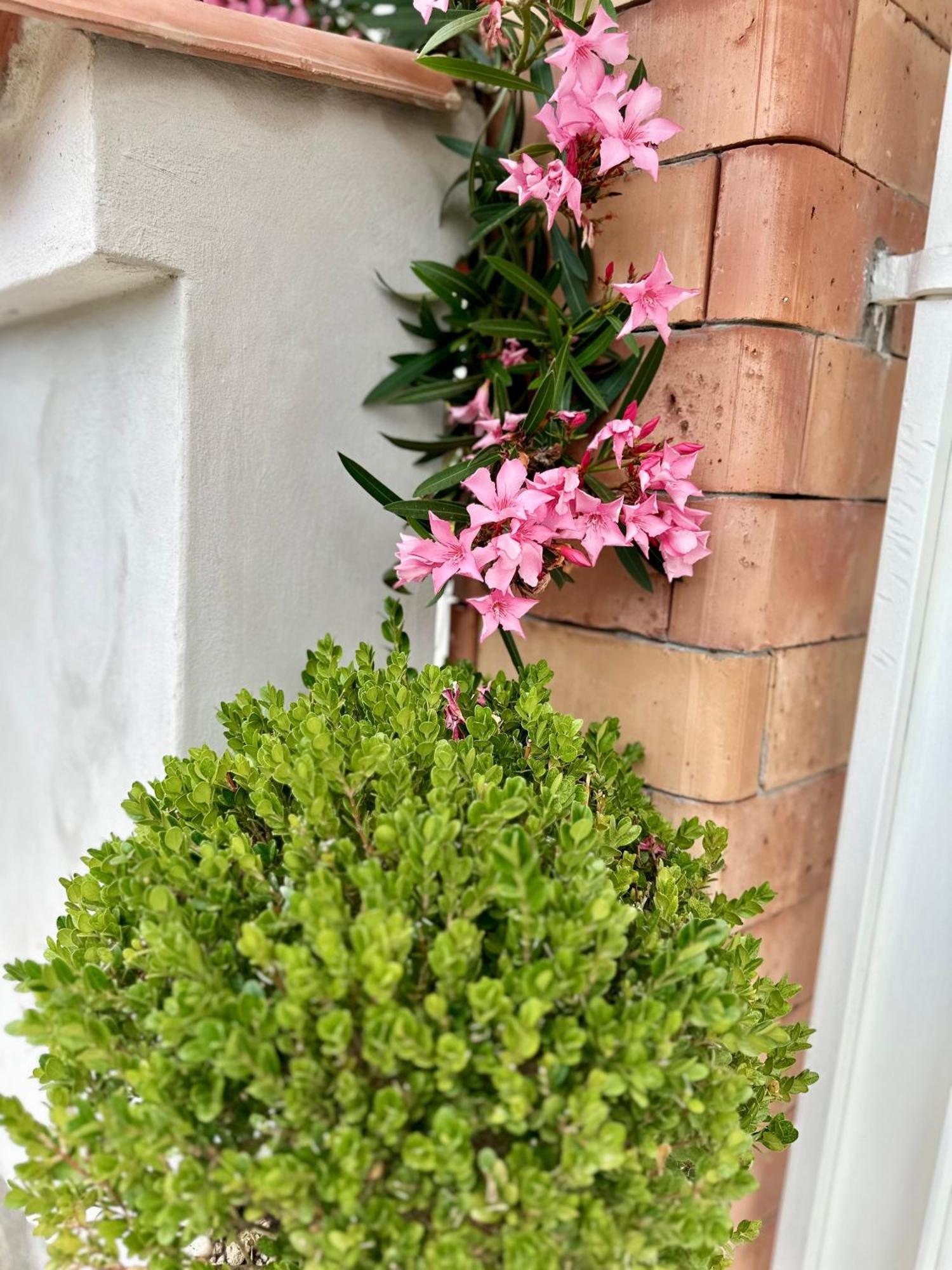 InVilla Bed&Breakfast Santa Maria di Castellabate Esterno foto